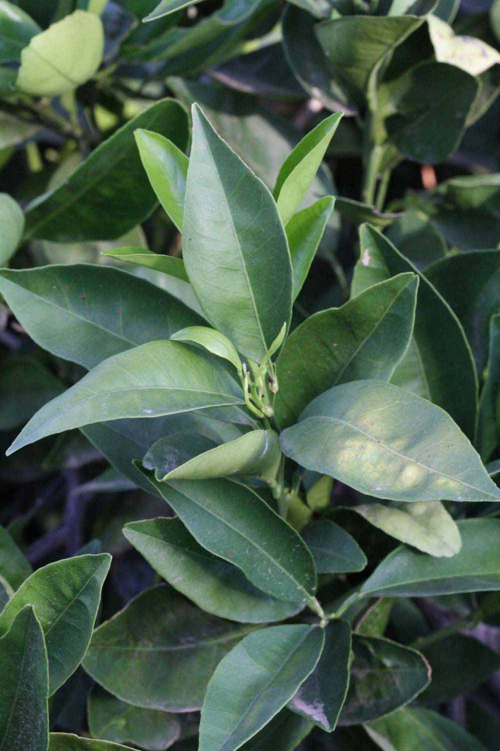              Shade leaves (Riverside, CA)       